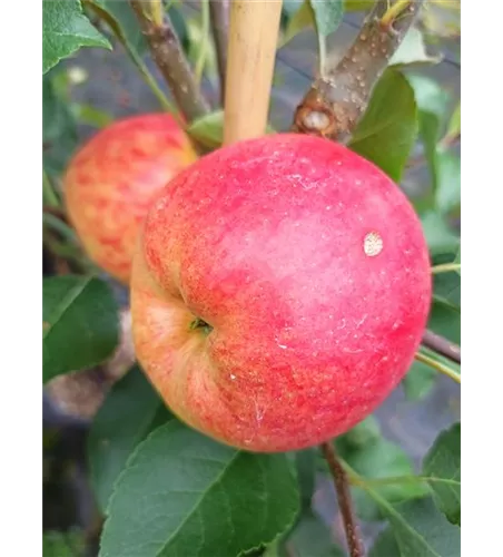 Herbstapfel 'Rebella'® Herbstapfel 'Rebella'®