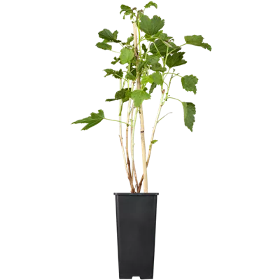 Schwarze Johannisbeere 'Titania'(s) Schwarze Johannisbeere 'Titania'(s)