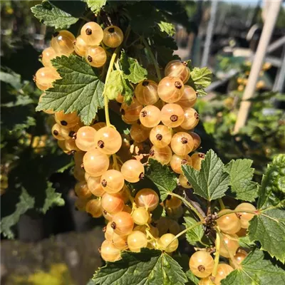 Säulenjohannisbeere 'Primus' Säulenjohannisbeere 'Primus'