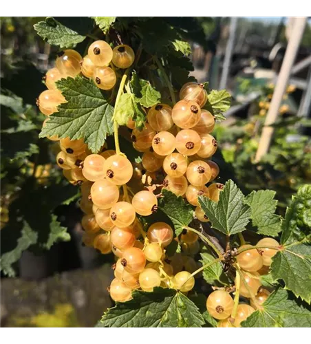 Säulenjohannisbeere 'Primus' Säulenjohannisbeere 'Primus'