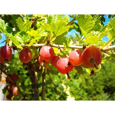 Säulenstachelbeere 'Hinnonmäki' rot Säulenstachelbeere 'Hinnonmäki' rot