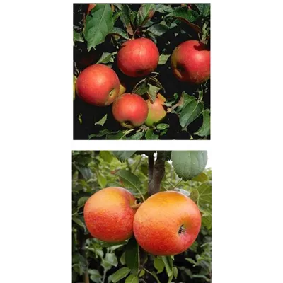 Apfel DUO 'Idared/Alkmene' Apfel DUO 'Idared/Alkmene'