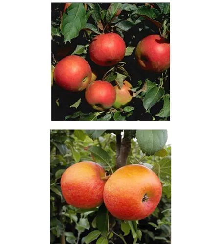 Apfel DUO 'Idared/Alkmene' Apfel DUO 'Idared/Alkmene'