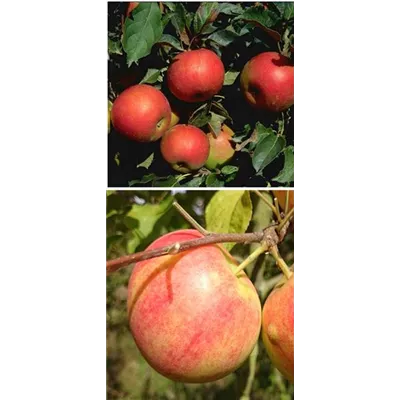 Apfel DUO 'Idared/Geheimrat Oldenburg' Apfel DUO 'Idared/Geheimrat Oldenburg'