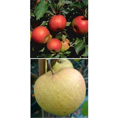 Apfel DUO 'Idared/Gehrers Rambur' Apfel DUO 'Idared/Gehrers Rambur'