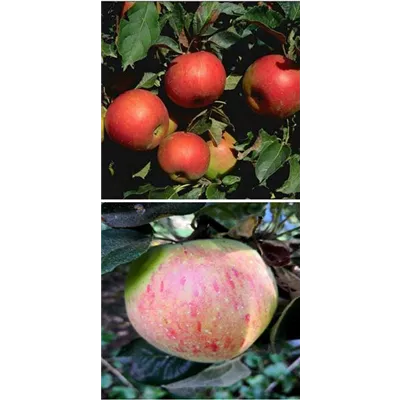 Apfel DUO 'Idared/Osnabrücker Renette' Apfel DUO 'Idared/Osnabrücker Renette'