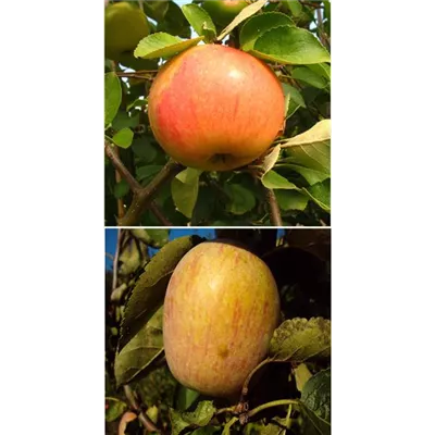 Apfel DUO 'James Grieve/Berner Rosenapfel' Apfel DUO 'James Grieve/Berner Rosenapfel'