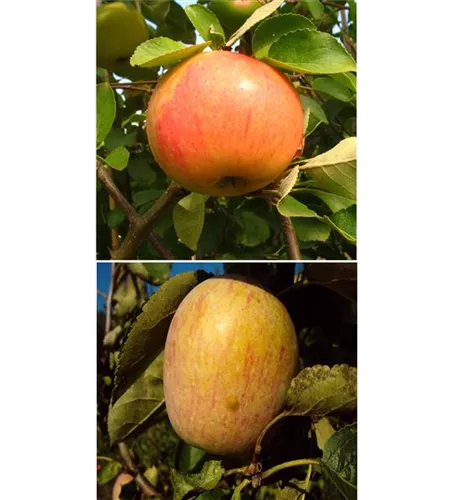 Apfel DUO 'James Grieve/Berner Rosenapfel' Apfel DUO 'James Grieve/Berner Rosenapfel'