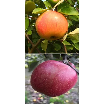 Apfel DUO 'James Grieve/Braeburn' Apfel DUO 'James Grieve/Braeburn'