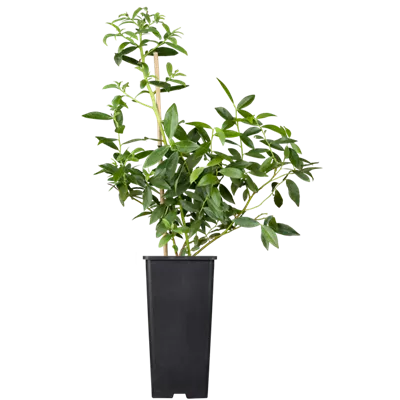 Heidelbeere 'Pink Lemonade' Heidelbeere 'Pink Lemonade'