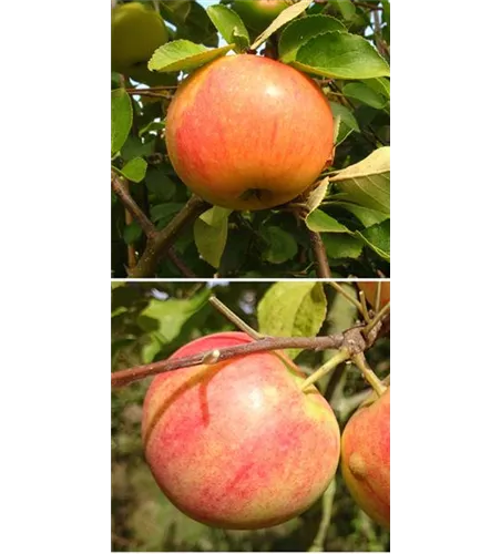 Apfel DUO 'James Grieve/Geheimrat Oldenburg' Apfel DUO 'James Grieve/Geheimrat Oldenburg'