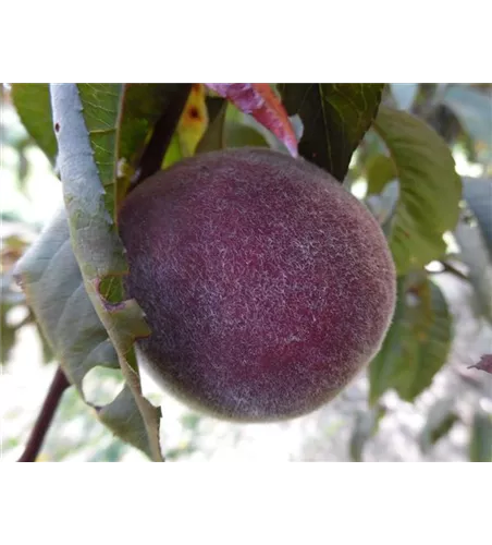 Pfirsich 'Rubira' Pfirsich 'Rubira'