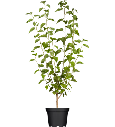 Schwarze Maulbeere Schwarze Maulbeere