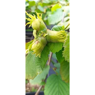 Haselnuss 'Nottinghams Fruchtbare' Haselnuss 'Nottinghams Fruchtbare'