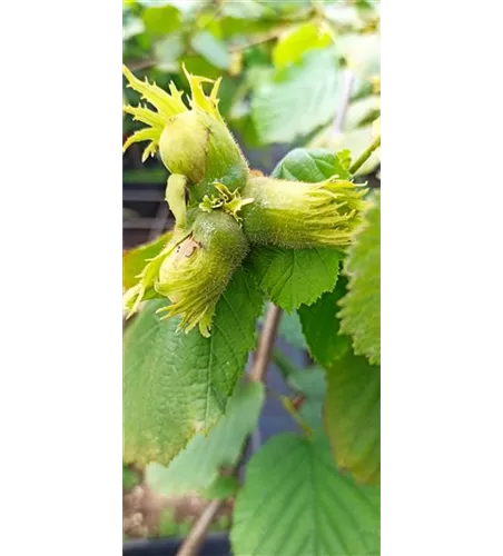 Haselnuss 'Nottinghams Fruchtbare' Haselnuss 'Nottinghams Fruchtbare'