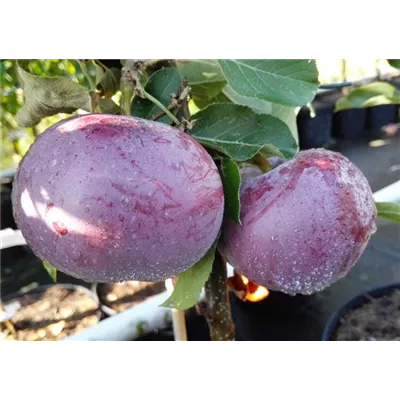 Apfel 'Blauer Kölner' Apfel 'Blauer Kölner'