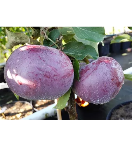 Apfel 'Blauer Kölner' Apfel 'Blauer Kölner'
