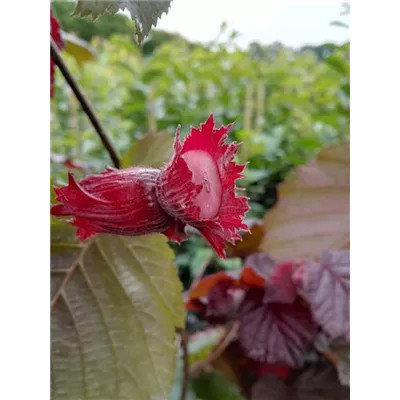 Großfrüchtige Waldhasel 'Rotblättrige Zellernuss' Großfrüchtige Waldhasel 'Rotblättrige Zellernuss'