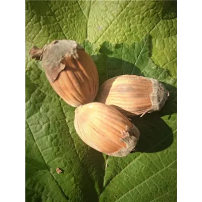 Haselnuss 'Webbs Preisnuss' Haselnuss 'Webbs Preisnuss'