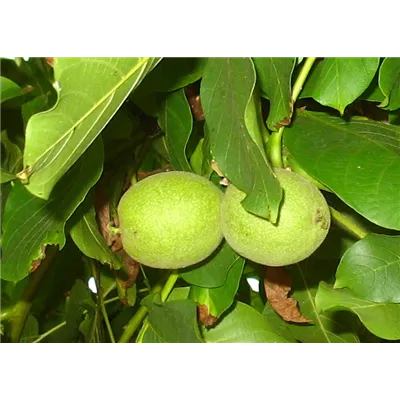 Echte Walnuss Echte Walnuss