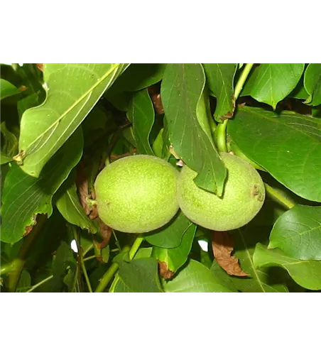 Echte Walnuss Echte Walnuss