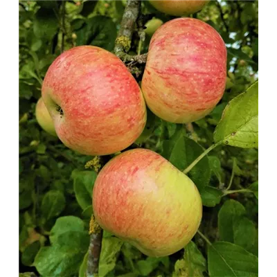 Apfel 'Dülmener Rosenapfel' Apfel 'Dülmener Rosenapfel'