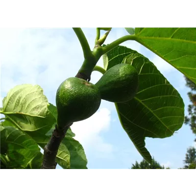 Feige 'Desert King' Feige 'Desert King'