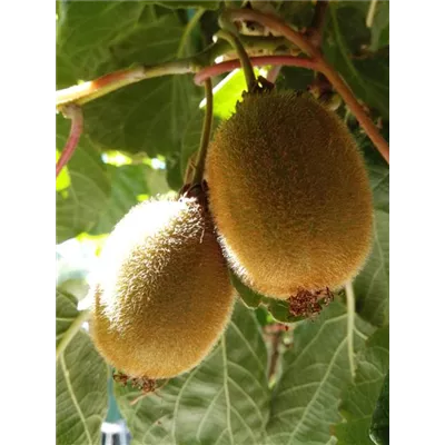 Kiwi (weiblich) Kiwi (weiblich)
