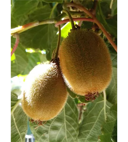 Kiwi (weiblich) Kiwi (weiblich)