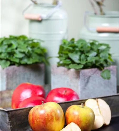 Herbstapfel 'Holsteiner Cox'  Herbstapfel 'Holsteiner Cox'