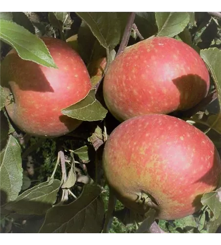 Apfel 'Ingrid Marie' Apfel 'Ingrid Marie'