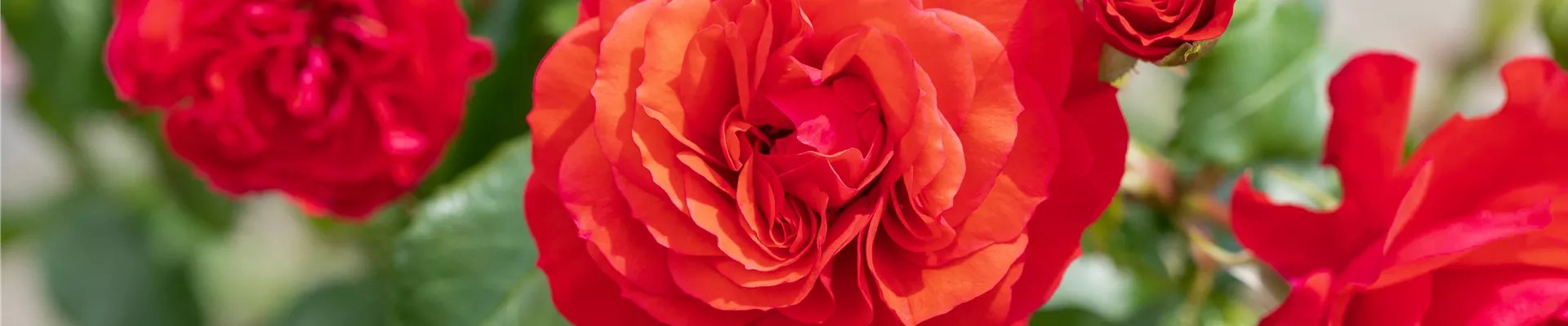 Beetrose, rot Beetrose, rot