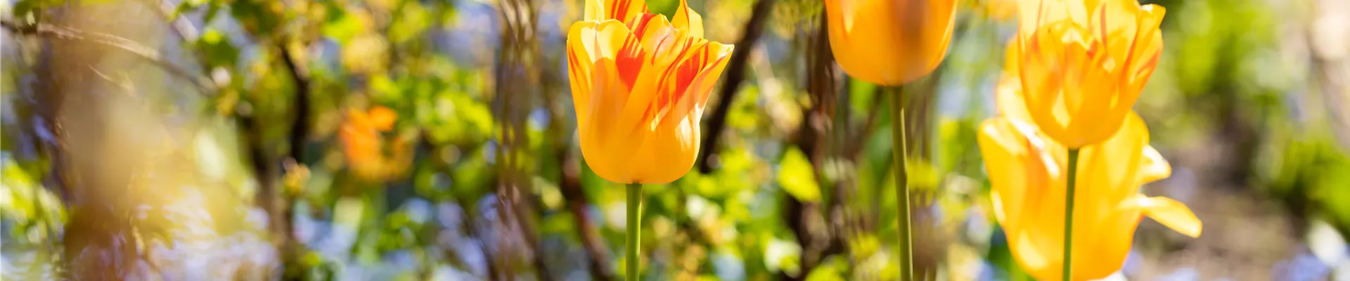 Tulpen im Beet Tulpen im Beet