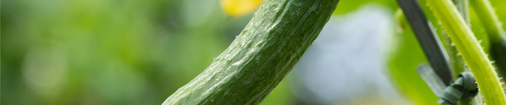 Cucumis sativus Cucumis sativus