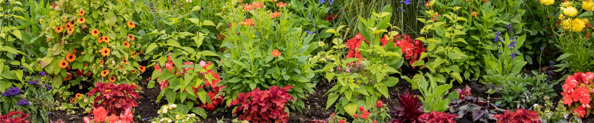 Sommergarten - Blumenbeet Sommergarten - Blumenbeet