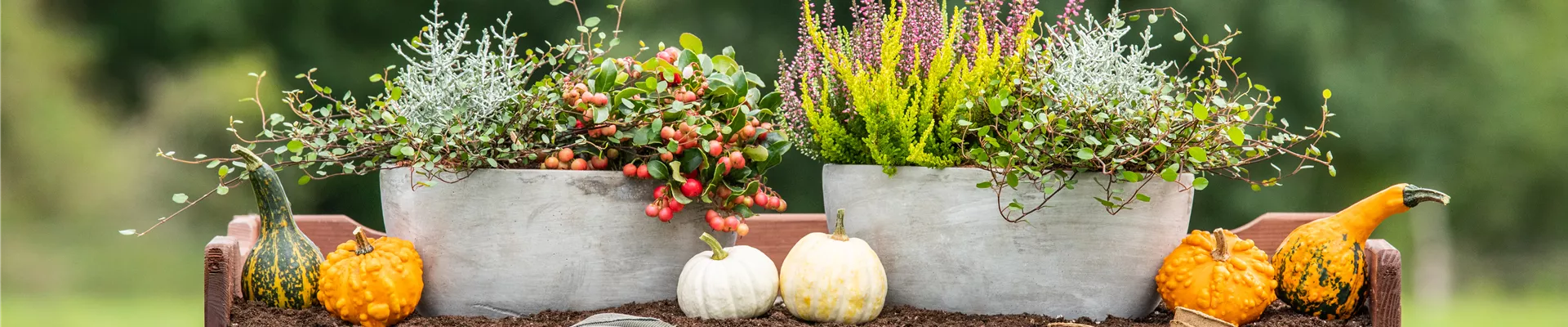 Pflanzgefäße im Herbst - Ambiente Pflanzgefäße im Herbst - Ambiente