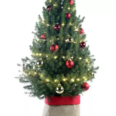 Weihnachtsbäumchen - rot-gold Weihnachtsbäumchen - rot-gold