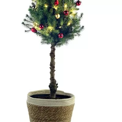 Weihnachtsbäumchen Stamm - rot-gold Weihnachtsbäumchen Stamm - rot-gold