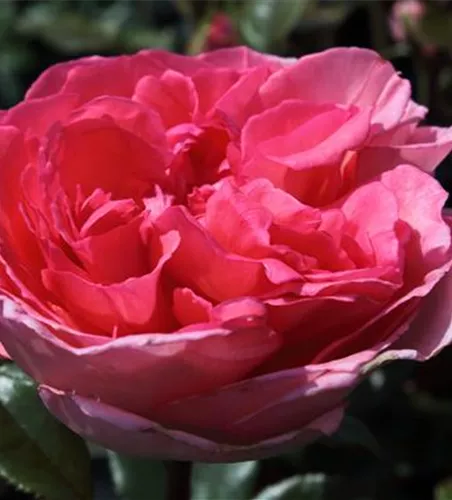 Edelrose 'Fragonard'® Edelrose 'Fragonard'®