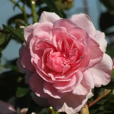 Strauchrose 'Alexandra - Princesse de Luxembourg'® Strauchrose 'Alexandra - Princesse de Luxembourg'®