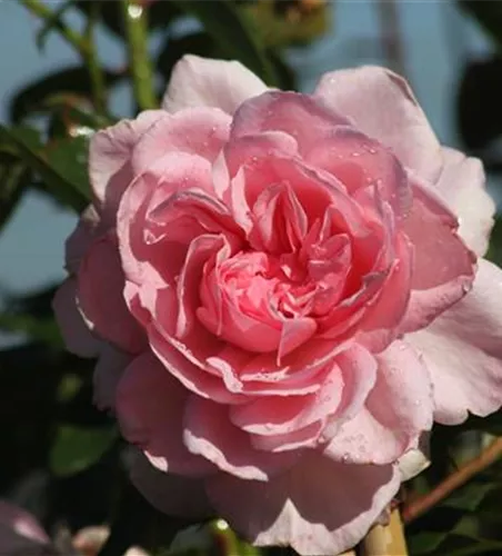 Strauchrose 'Alexandra - Princesse de Luxembourg'® Strauchrose 'Alexandra - Princesse de Luxembourg'®