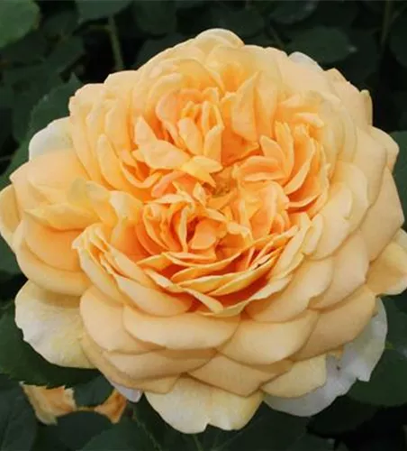 Strauchrose 'Golden Celebration'® Strauchrose 'Golden Celebration'®