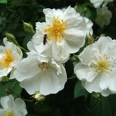 Kletterrose 'Bobby James' Kletterrose 'Bobby James'