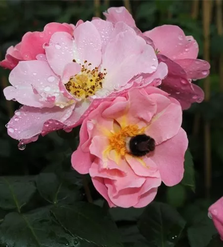 Strauchrose 'Utopia'® Strauchrose 'Utopia'®