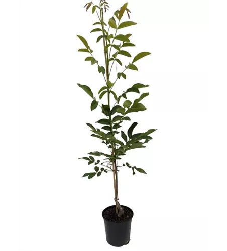 Walnuss 'Franquette' Walnuss 'Franquette'