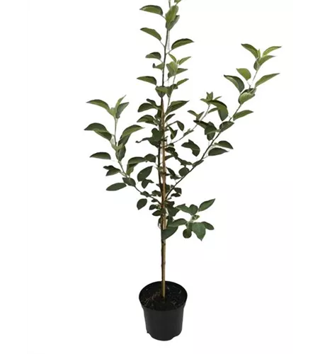 Apfel 'Geheimrat Dr.Oldenburg' Apfel 'Geheimrat Dr.Oldenburg'