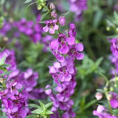 Angelonia angustifola, pink Angelonia angustifola, pink