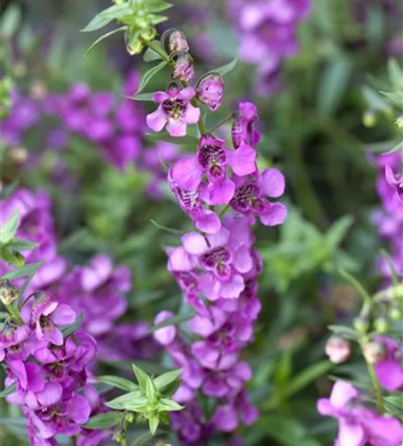 Angelonia angustifola, pink Angelonia angustifola, pink
