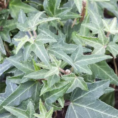 Efeu 'Asterisk' Efeu 'Asterisk'