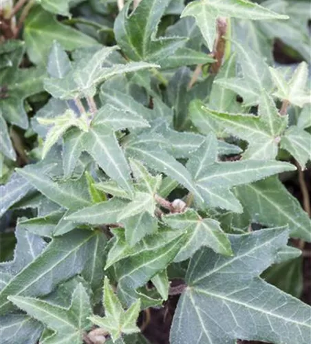 Efeu 'Asterisk' Efeu 'Asterisk'